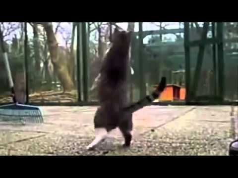 猫 おもしろ1 –  funny crazy cats