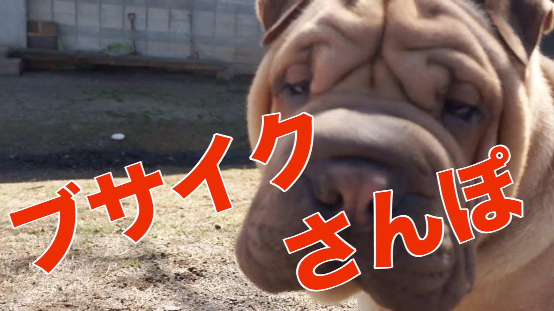 ブサイク犬しか出てこないおもしろ散歩動画！（#116）