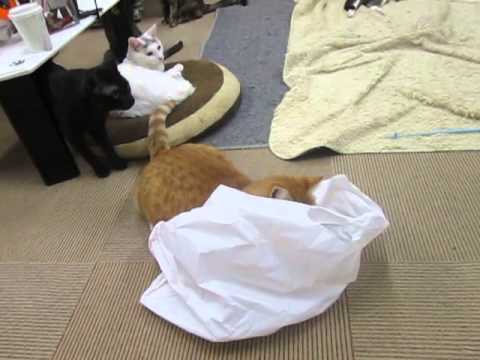 【猫・おもしろ映像】ビニール袋大好きなまるお店長♪