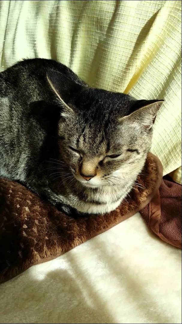 猫の可愛い仕草