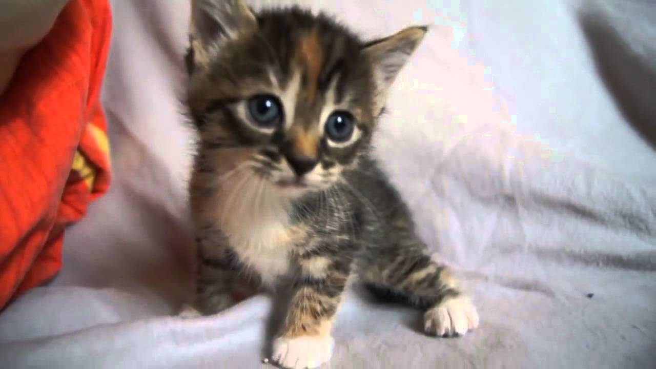 かわいい赤ちゃん子猫ママ猫がないため