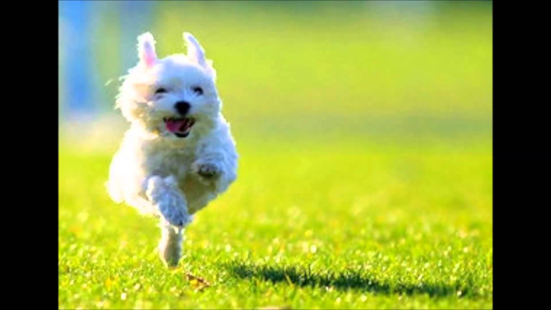 空飛ぶ犬の飛行犬画像 可愛すぎる…！空とぶ犬『飛行犬』が大人気
