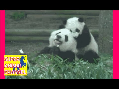 【癒されたら負け】可愛いけど腹筋崩壊！おもしろ過ぎる動物ハプニング動画