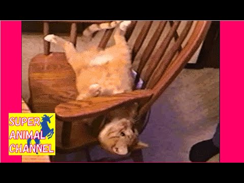 【癒されたら負け】可愛い！おもしろ過ぎる動物ハプニング動画