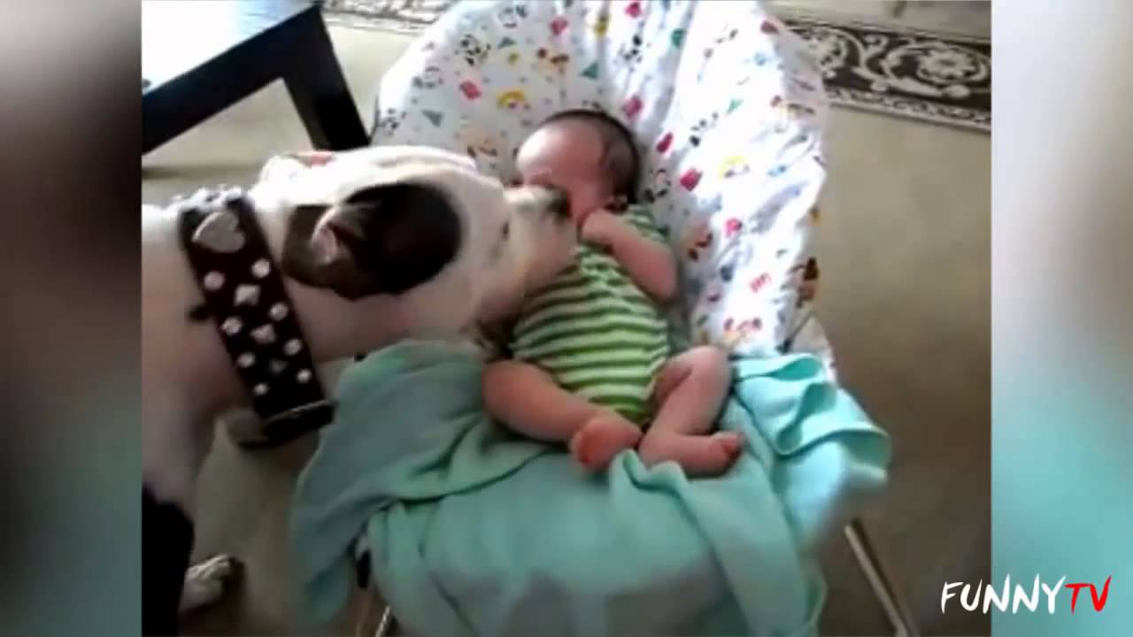 「かわいいピットブル犬愛赤ちゃんのコンパイル   おかしいテレビ