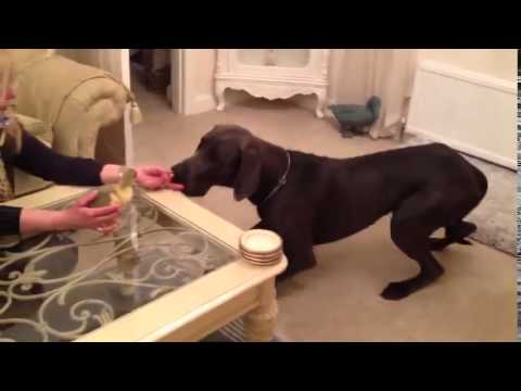 グレートデーン犬が赤ちゃんのガチョウを満たしています。とてもかわいい