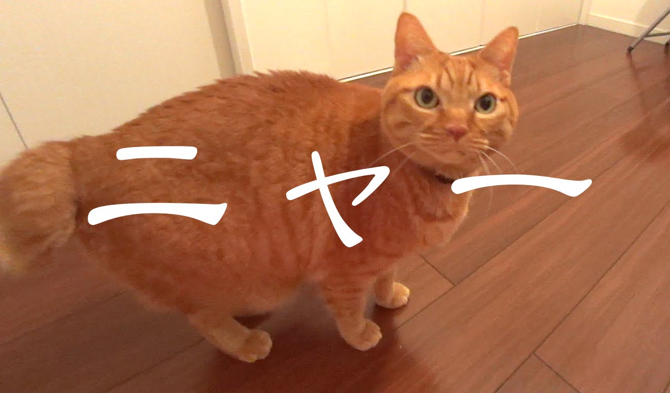 まるで犬？なしっぽの猫　保護猫育て第120話