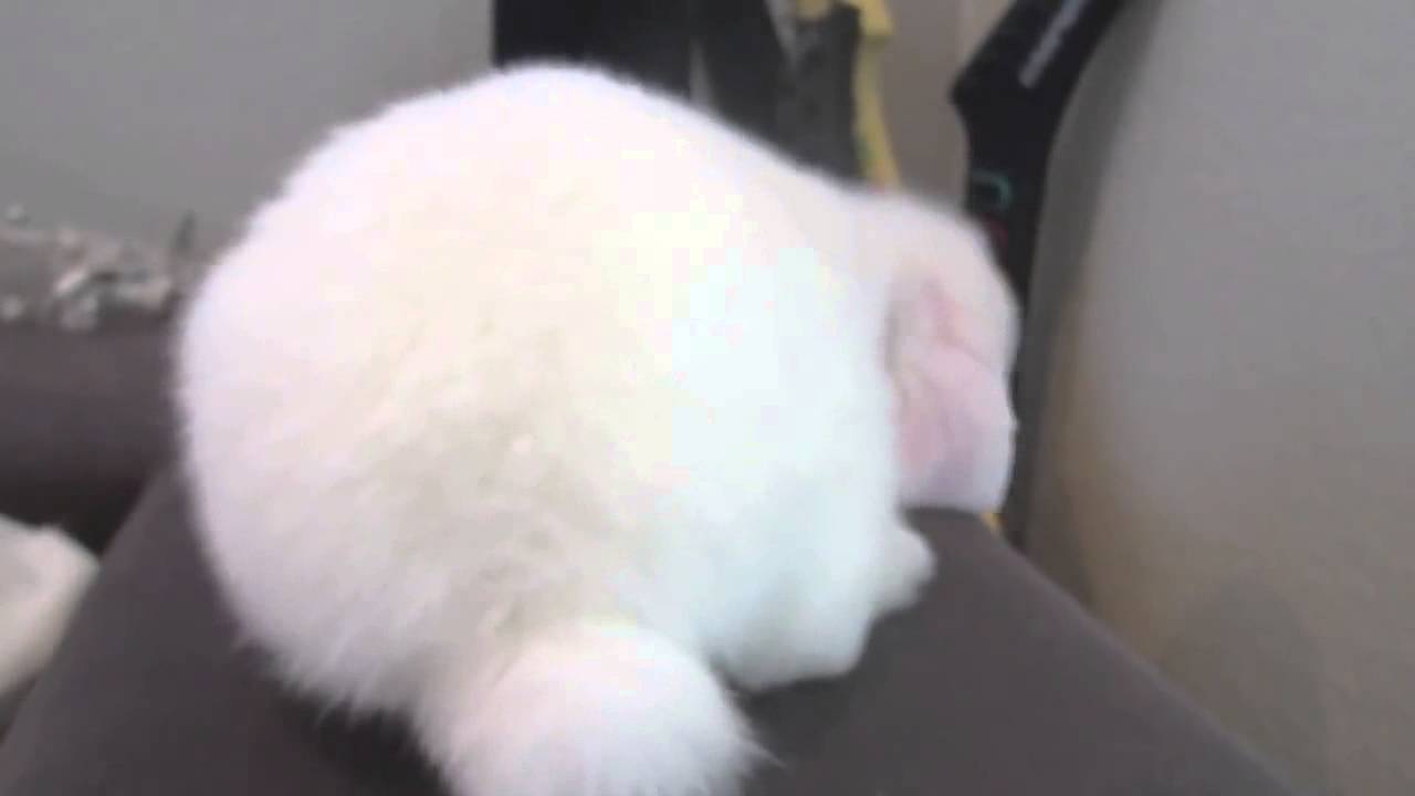 かわいいおかしい赤ちゃんバニーウサギ