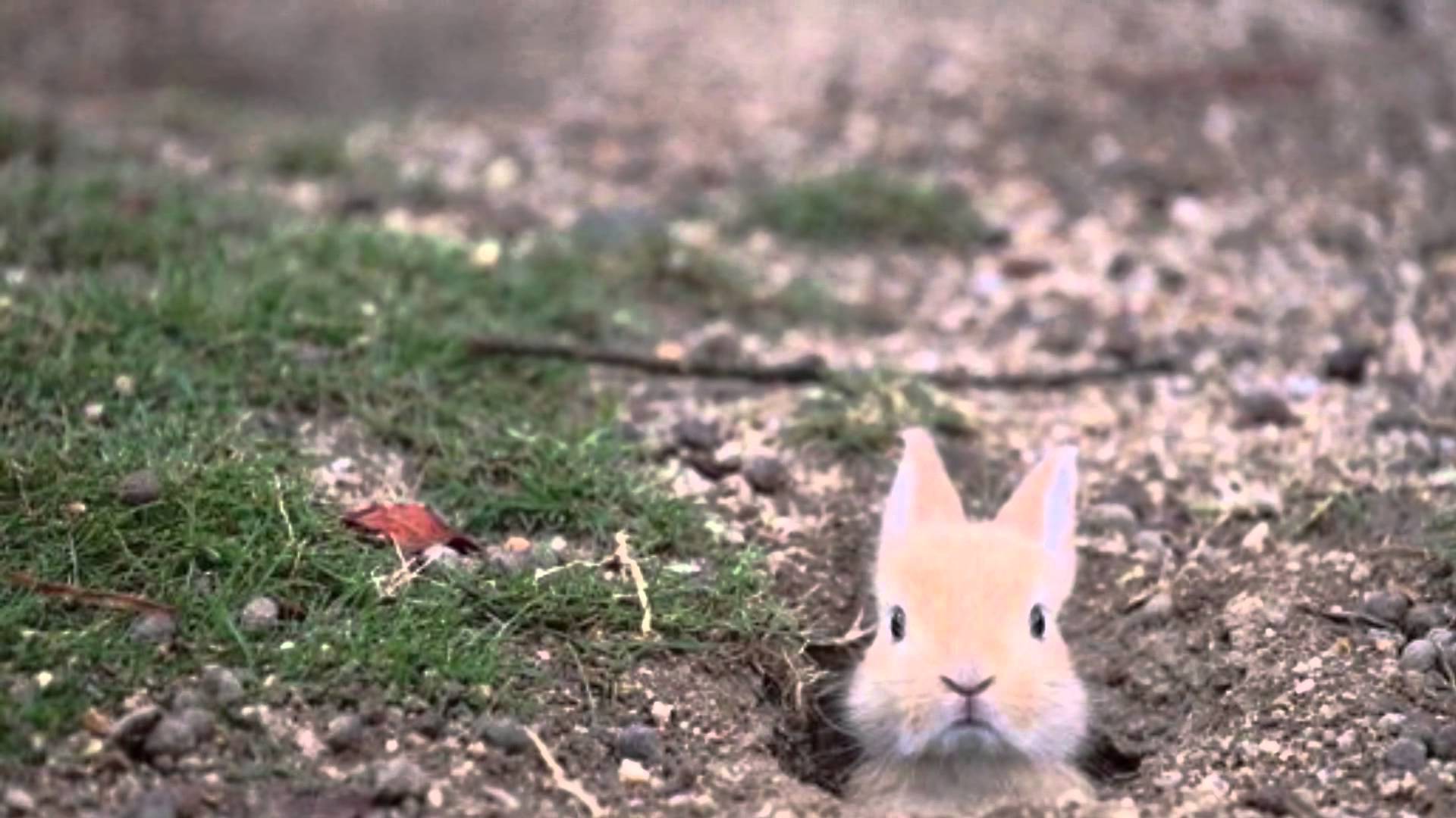 かわいい♪　ウサギの赤ちゃん