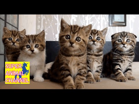【癒されたら負け】腹筋崩壊！おもしろ過ぎる動物ハプニング動画