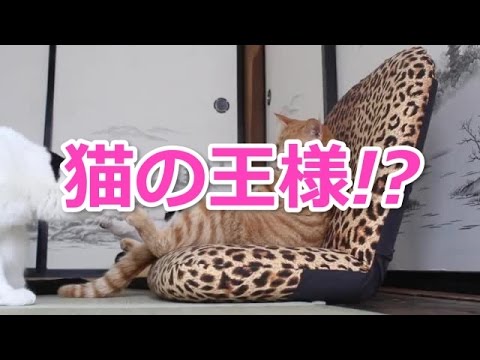 【猫おもしろかわいい動画】日本のネコさんが座る姿が可愛すぎる【海外の反応】