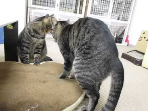 【猫・おもしろ映像】ダブルフミフミと怪しい腰つき♡