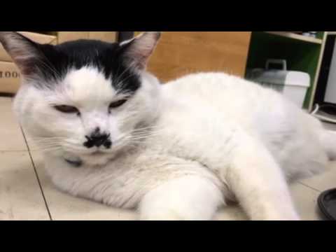 【おもしろ猫動画】甘えん坊チャッピー