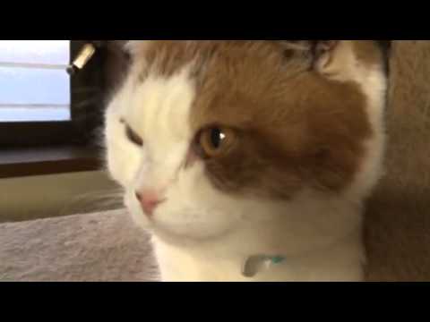 【おもしろ猫動画】かくれんぼモモちゃん