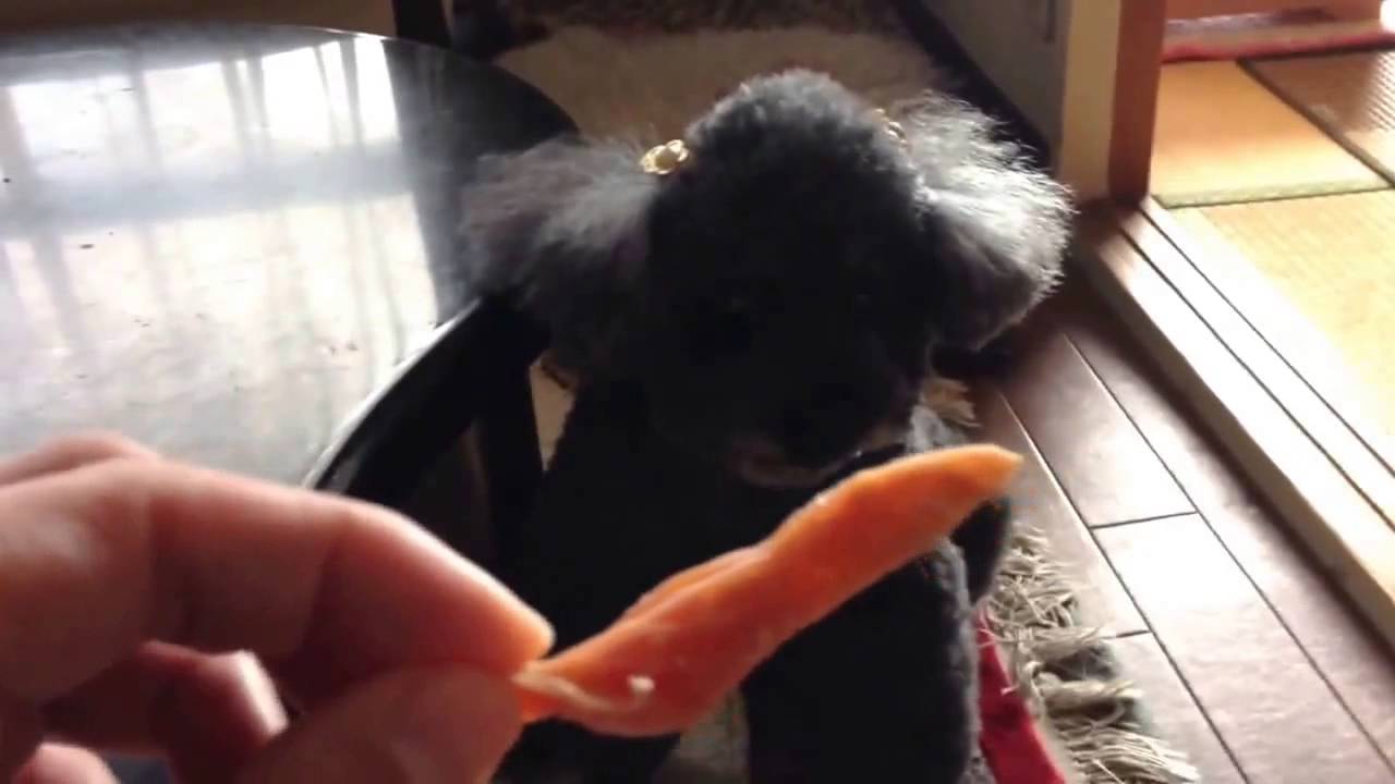 動画おもしろハプニング、元気よく返事する、おもしろい犬動画！funny　pets　video