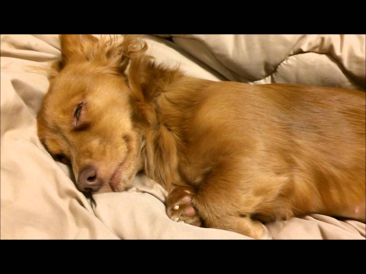 白目をむいて爆睡する姿がかわいいミックス犬