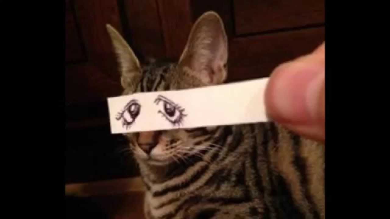 話題の猫モンタージュがかわいい♡