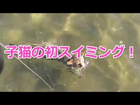 【海外の反応】ベンガルネコの子ネコが初めてのスイミングする姿がかわいい【猫かわいい動画】