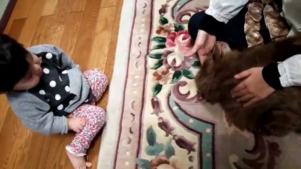 かわいい姉妹と犬～姉ちゃんに甘える愛犬を見ている赤ちゃん（笑）　Cute sister and dog