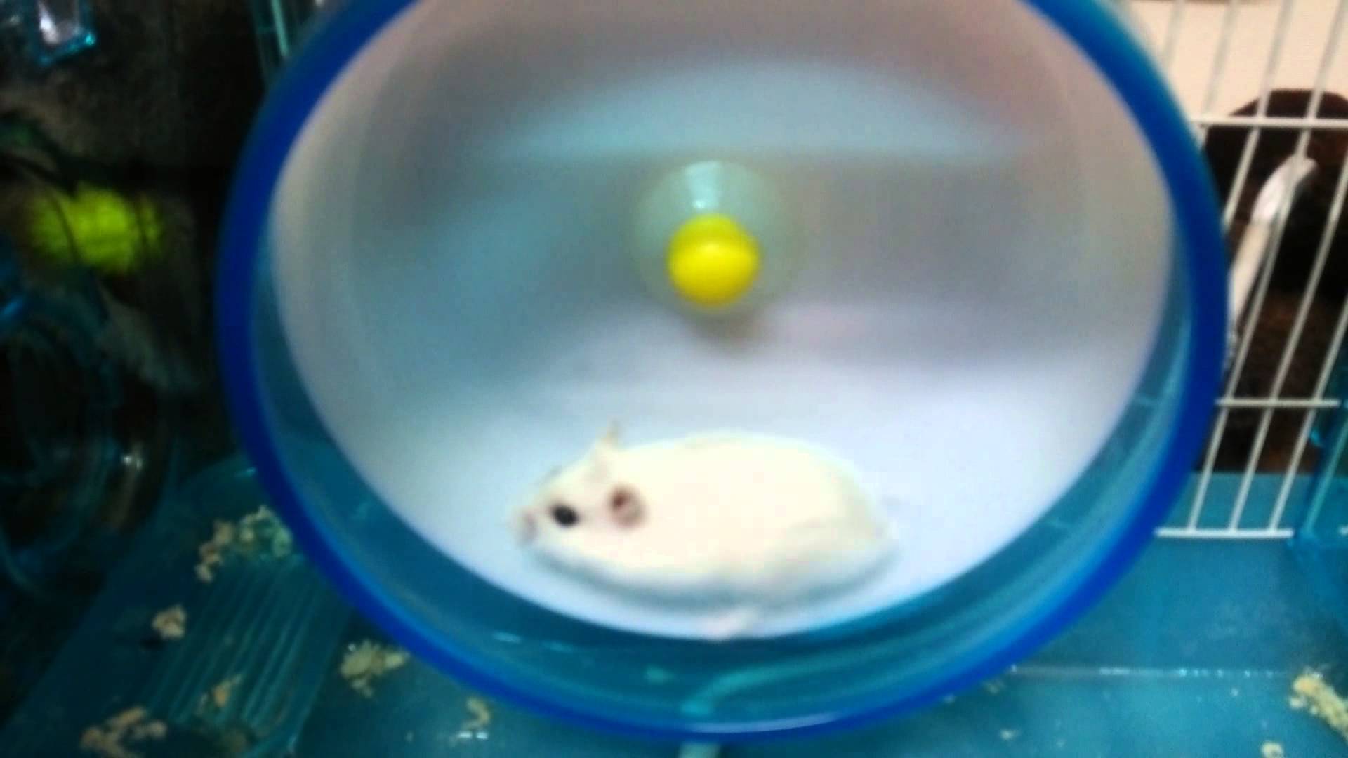 ハムスター ハプニング発生！！