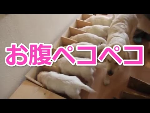 【犬かわいい動画】6匹のゴールデンレトリバーの子犬の餌やりは大変！海外の反応は