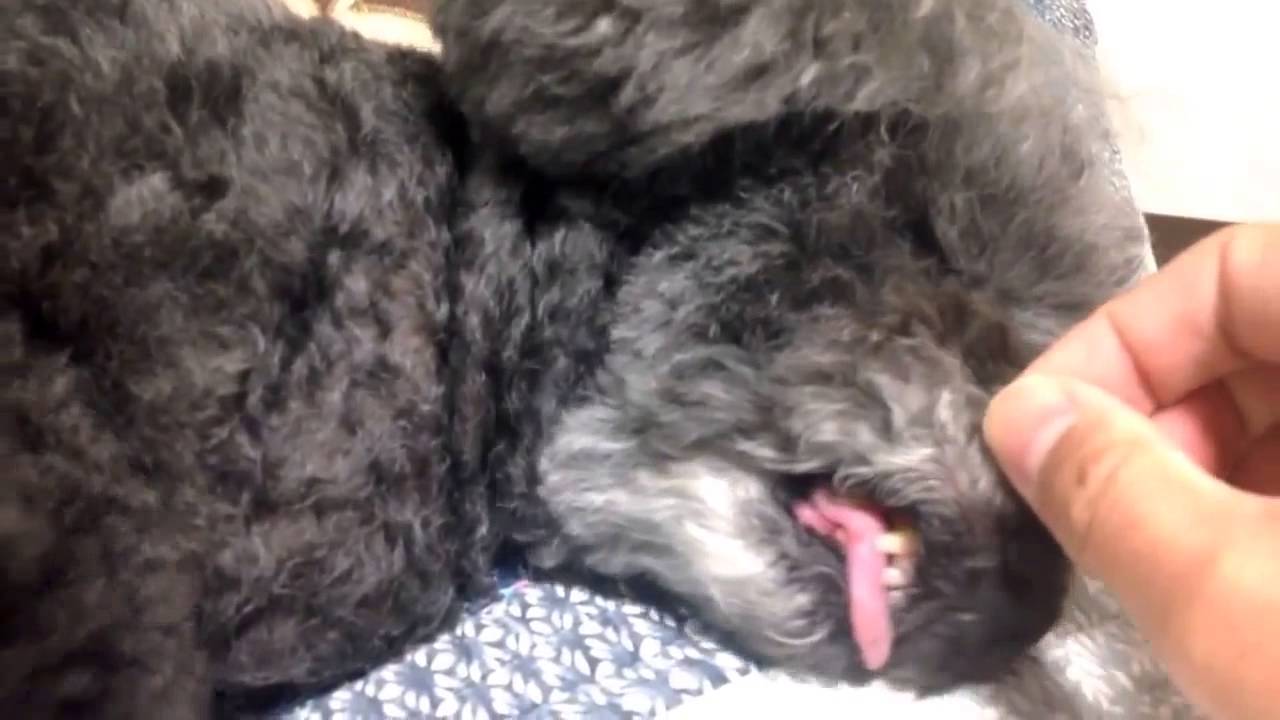 動物おもしろハプニング【止めて‼︎】起こそうとする反撃してくるプードル　funny　pets　video