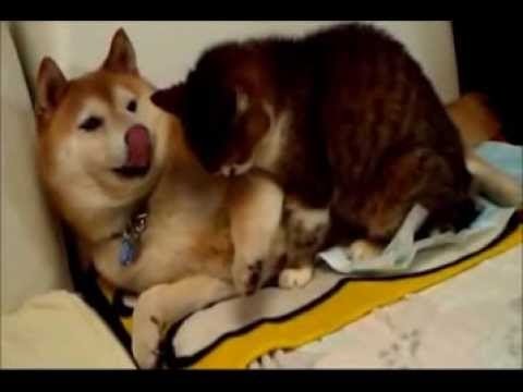 かわいい犬・猫動画　強烈な左フック！