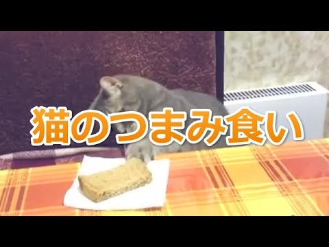 【かわいい猫動画】人の食べ物にちょっかい出す猫たち！