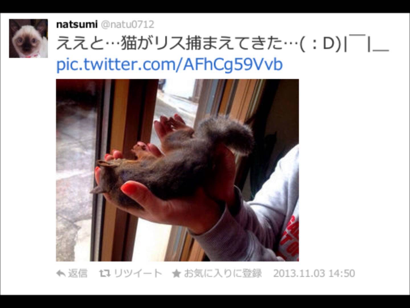 ネコが狩りをやめない理由が切なかった