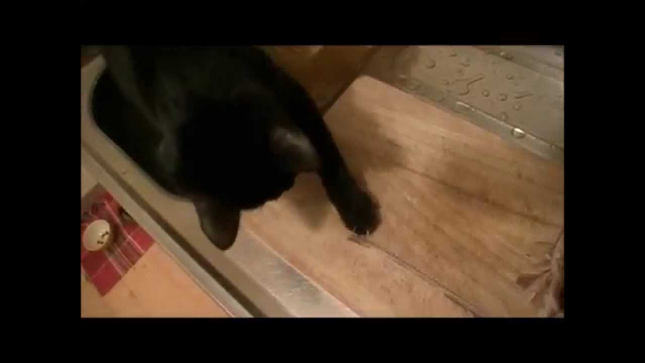 さんまの骨くれニャー！！「おもしろ猫動画」