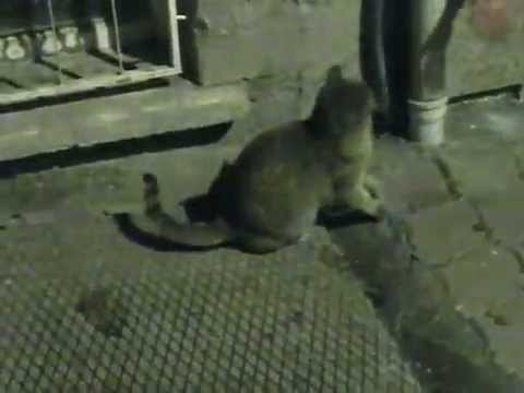 おもしろビデオ – おかしい猫