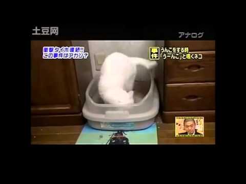 うんこをするとき「うーんこ」と鳴くネコ事件