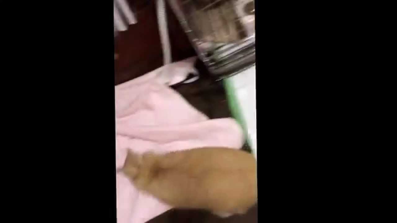 ネザーランドドワーフ