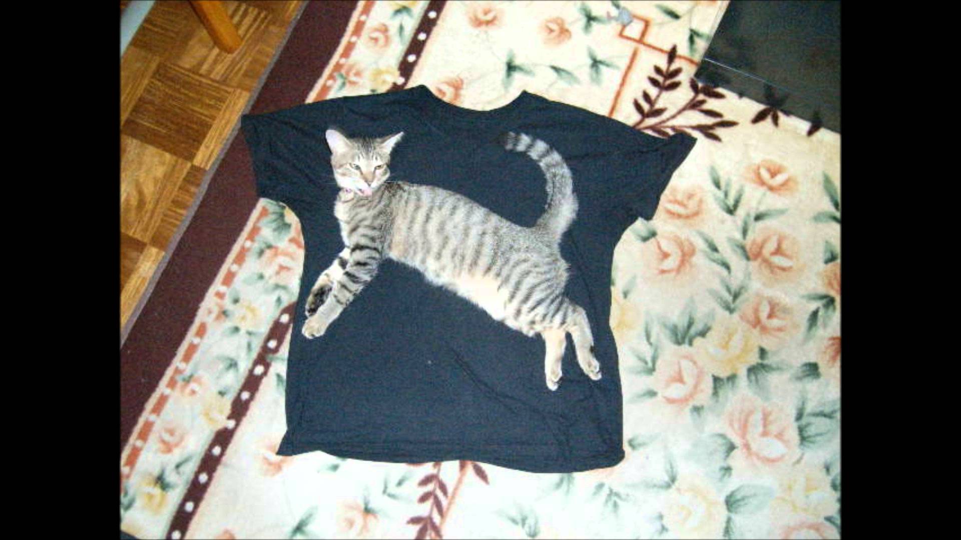 その位置ください！プーマのロゴになりたいネコたち