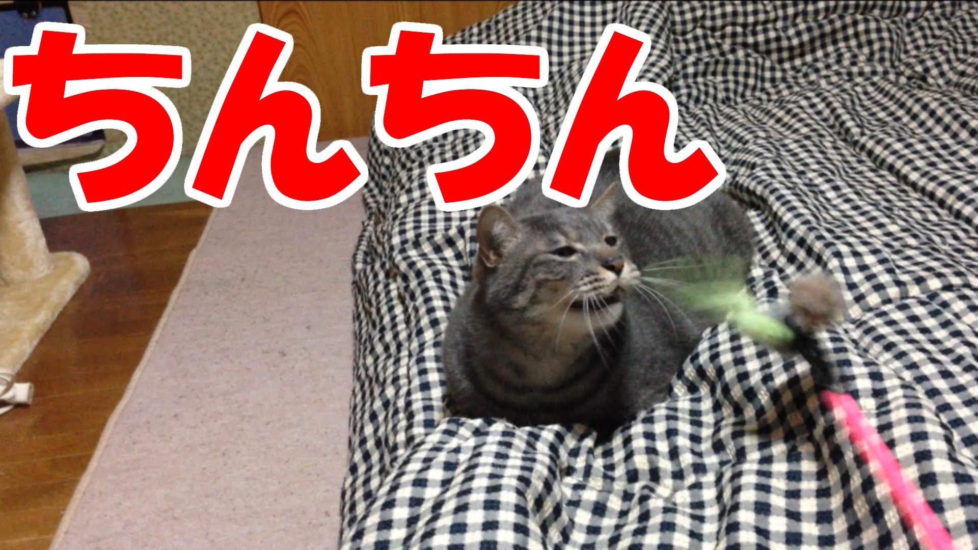 猫動画　ちんちんじゃらしでハプニング