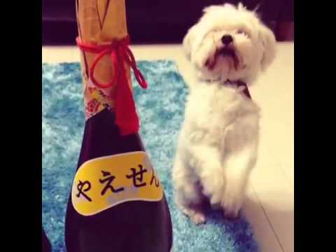 おもしろ犬 お酒大好きワンコ 殿の頂戴♪頂戴♪♪