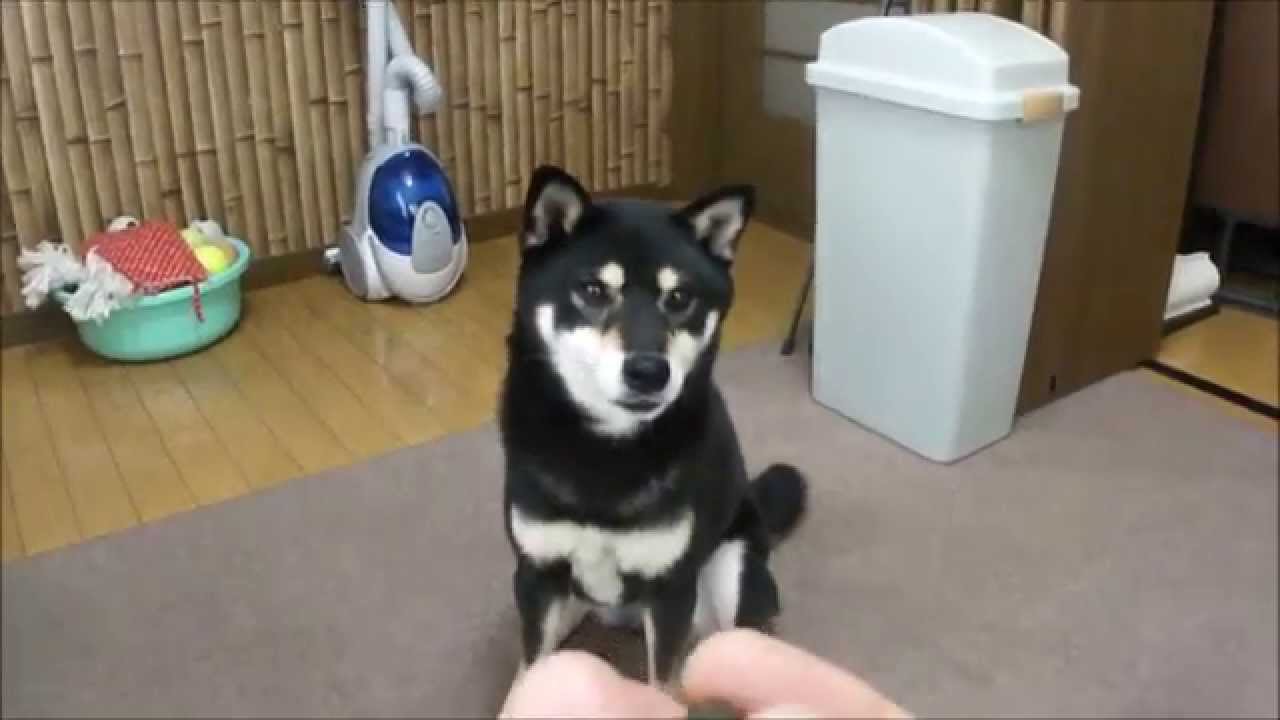 おもしろ犬 ～空中キャッチが下手だったの巻～