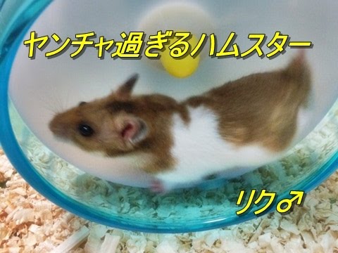 かわいい我が家のハムスター・リクの日常