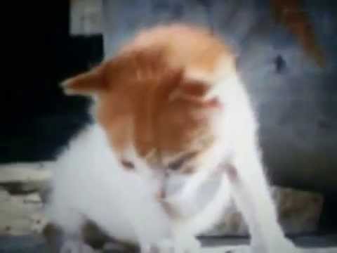 かわいい赤ちゃん猫が親を探してます。A pretty baby cat is looking for a parent