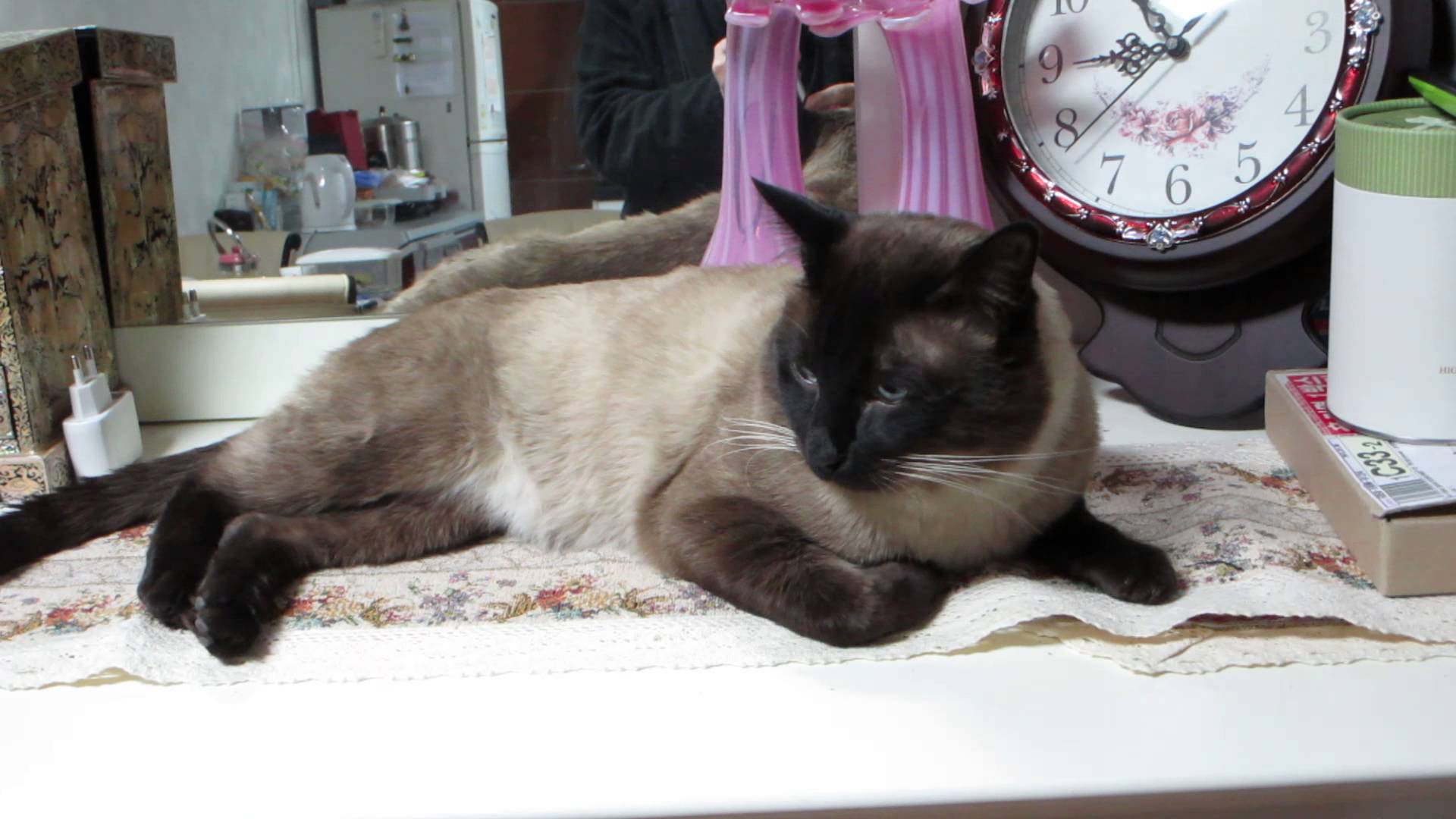Cute Siamese cat　かわいいシャム猫