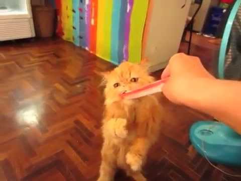 【おもしろ】猫のオラフの食事風景  Funny cat　Exiotic Shorthair.エキゾチックショートヘア