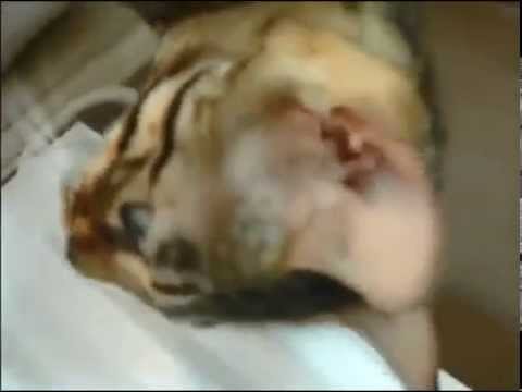 かわいい猫と犬 Funny dogs & cats #1