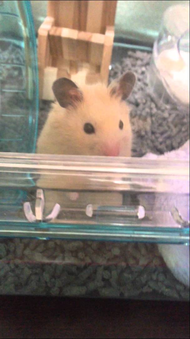 立ち尽くすキンクマハムスター。Goldenhamster.
