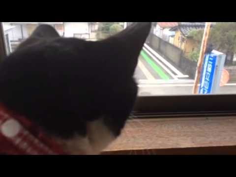 kawaii【おもしろ猫動画】カラスに文句を言うタマ