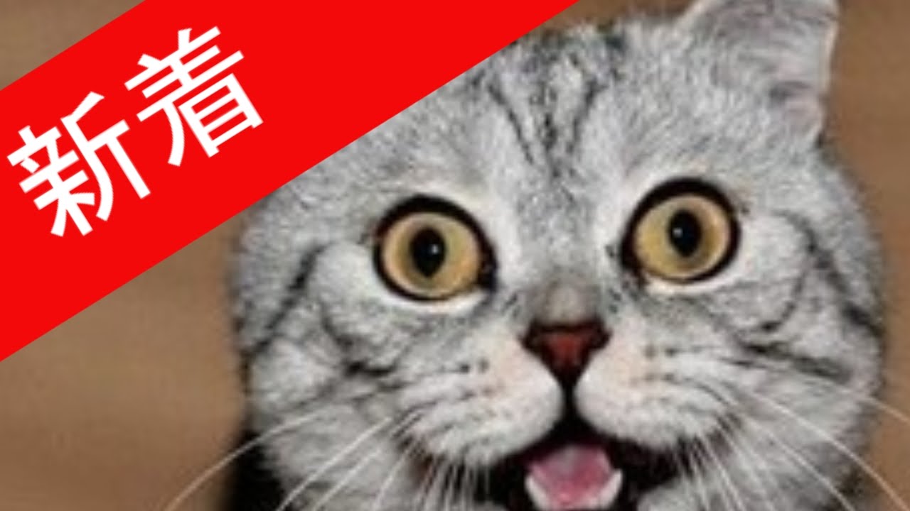 おもしろ 猫 ハプニング　Part1　【コメ付き】猫のアホな瞬間ビックリした瞬間まとめました