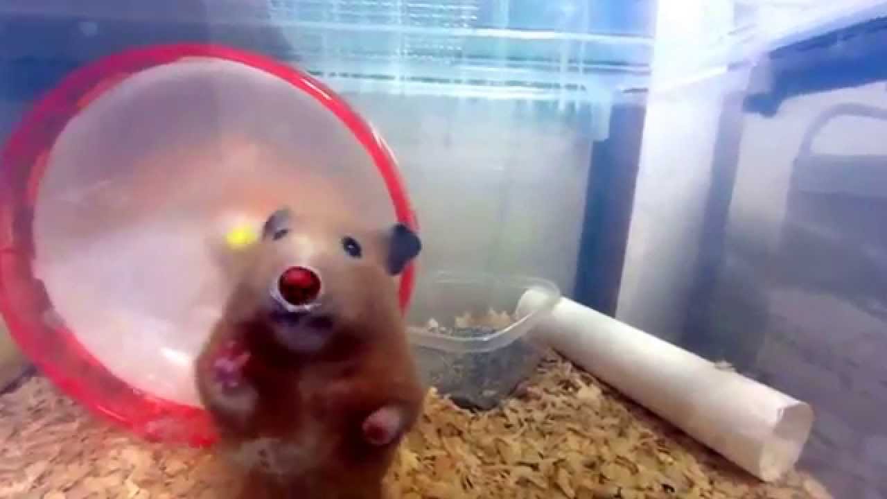 ハムスターブサ可愛い　おもしろ動画This is an interesting animation.The hamster which is pretty though I am plain