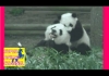 【癒されたら負け】可愛いけど腹筋崩壊！おもしろ過ぎる動物ハプニング動画