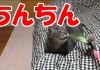 猫動画　ちんちんじゃらしでハプニング